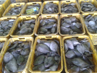 Segala macam ikan fresh N FOOD