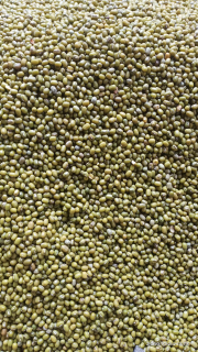 Kacang hijau Birma