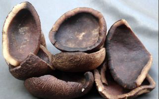 kopra asalan