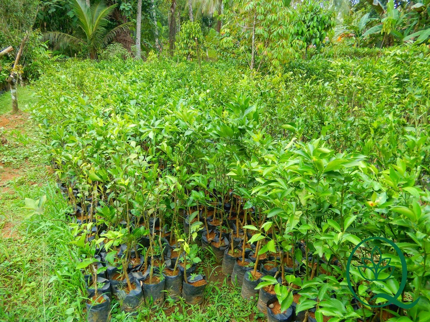 Jual Bibit Jeruk Siam Banjar