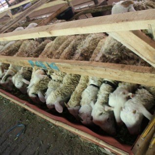 Jual Domba Kiloan