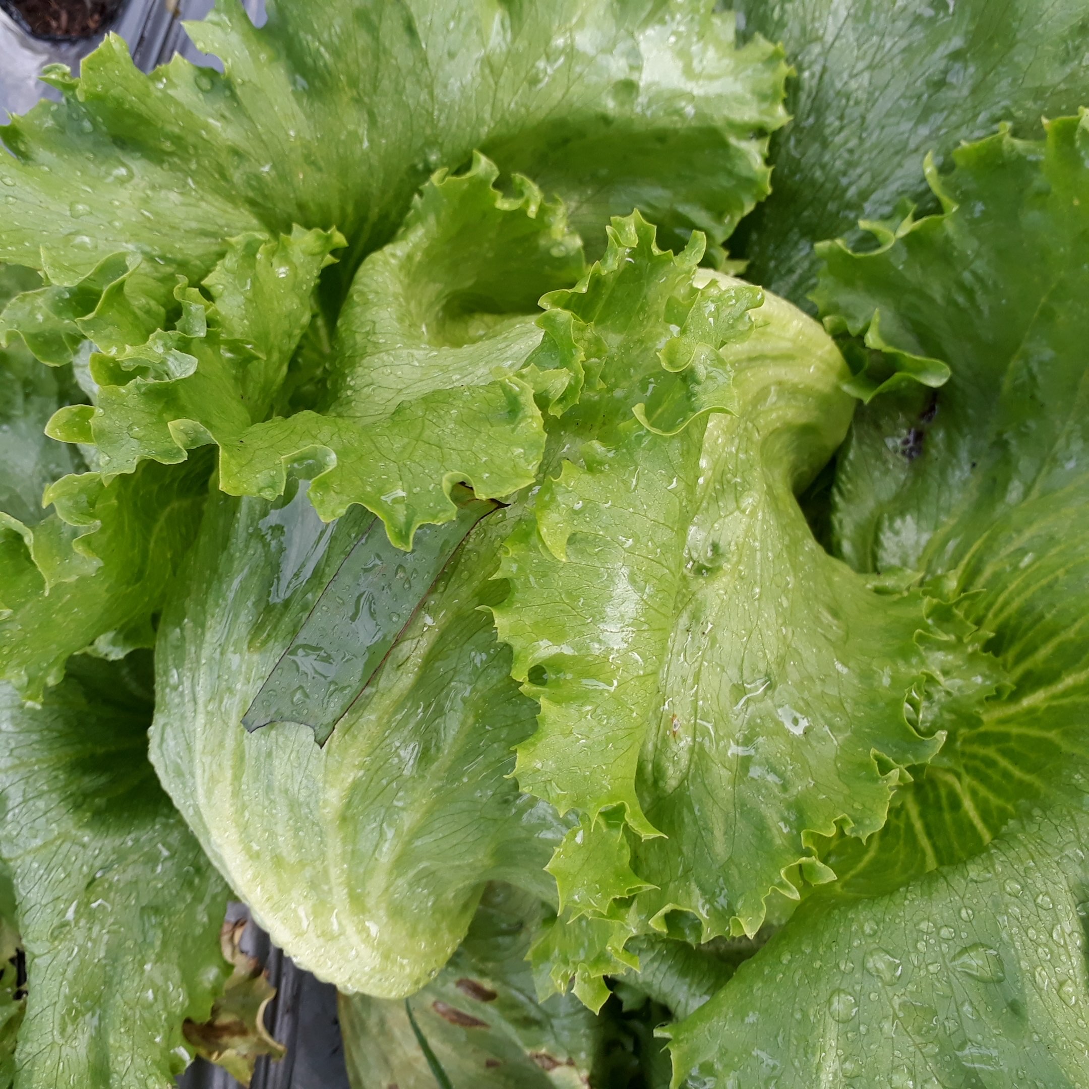 letuce head