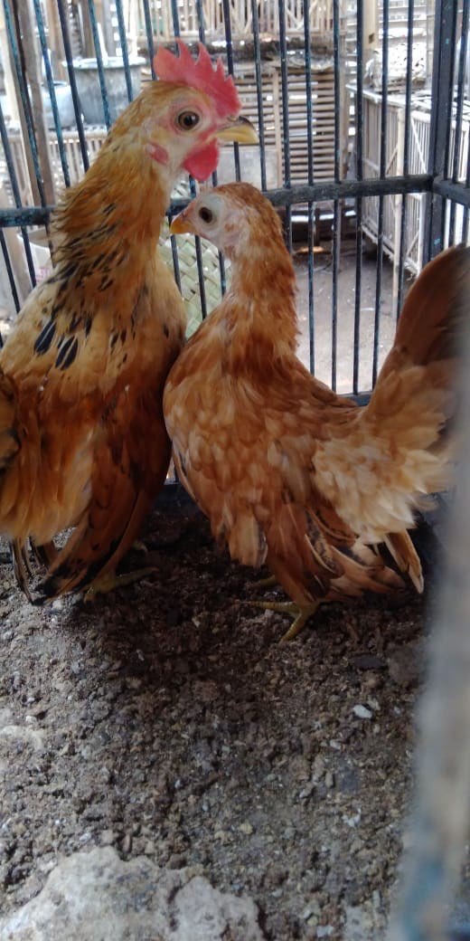 Dijual Ayam Serama dari Usia Anakan sampai Indukan