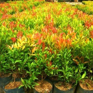 Bibit Pucuk Merah 1/2 Meter 9rb/Polybag