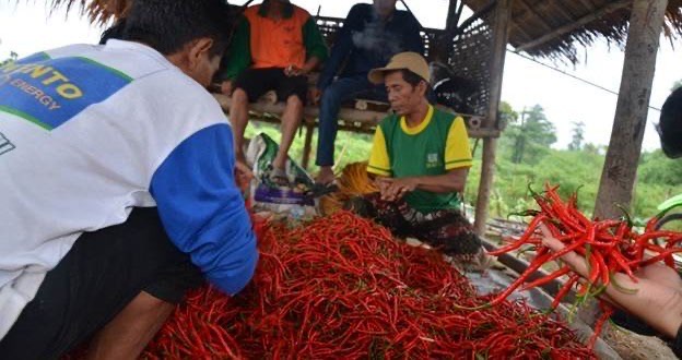 cabe keriting