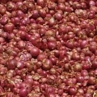 Bawang Merah Bima