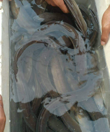 ikan sidat