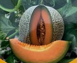 MELON PREMIUM