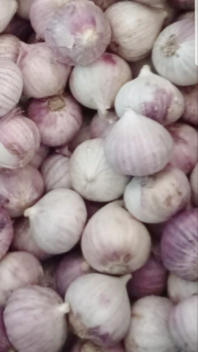 Bawang Tunggal Lanang Import