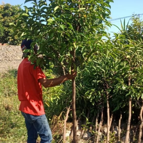 jual pohon sukun 