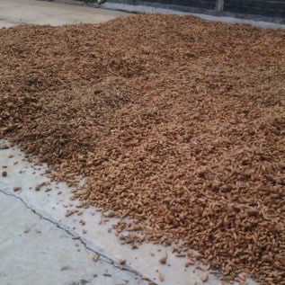 Jual Kunyit Basah (Bersih)