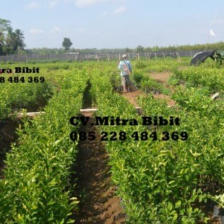 Bibit Jeruk  Dekopon Hasil Okulasi Berbuah Lebat Harga Terjangkau