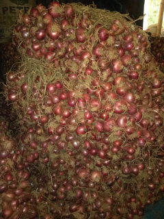 bawang merah