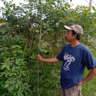 jual pohon eucalyptus.rainbow 