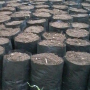 Menerima pesanan macam-macam bibit cabai dan sayuran