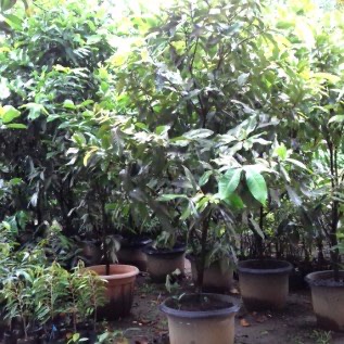 JUAL BIBIT JAMBU AIR MADU DELI HIJAU