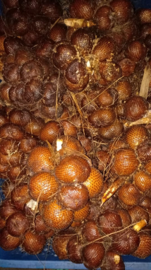 jual salak gula (salak madu) bali ..langsung petani