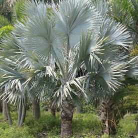 jual pohon palem bismarkia