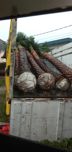 jual pohon palem kenari 