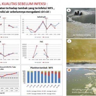 Zeolite untuk Air Kolam Berkoloid
