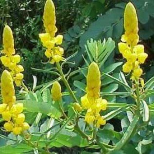 JUAL DAUN KETEPENG CINA KERING / CASSIA ALATA LEAVES DRY