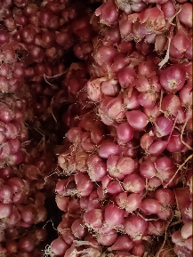 bibit bawang merah Thailand