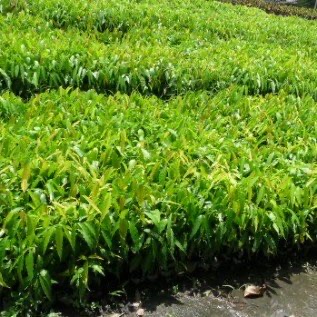 bibit glodogan tiang/pecut