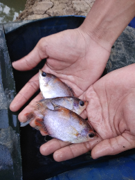 Ikan gurame