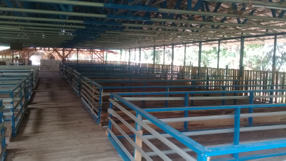 jual kadang ternak.domba /sapi
