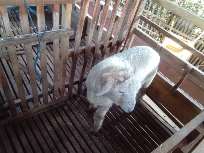 Jual bibit Domba Ekor Gemuk & Merino untuk usaha Penggemukan