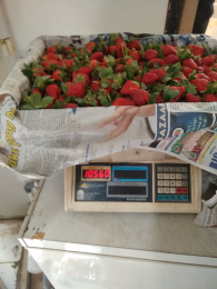 Strawberry fres and Frozen