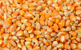 Jagung Pipil ready stock