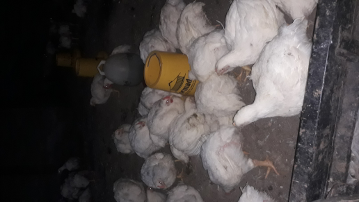 ayam hidup