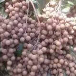 bibit kelengkeng kristalin siap tanam kualitas super hasil buah melimpah