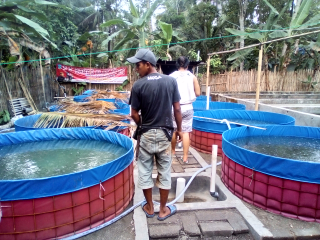 Jual ikan Lele konsumsi