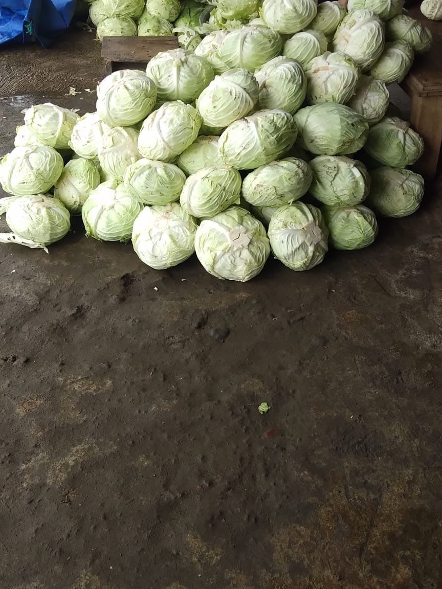 Jual Kubis Bondowoso Ijen