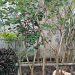 jual pohon kupu kupu 
