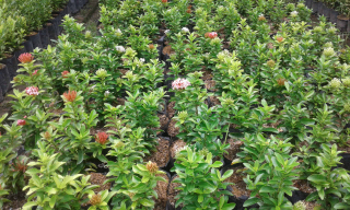 jual pohon soka dll.