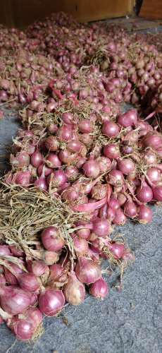 bawang merah enrekang