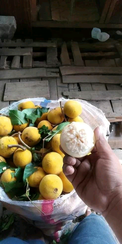 BUAH KECAPI DAUN