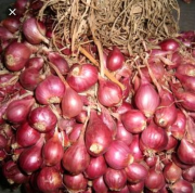Bawang Merah Super Nganjuk