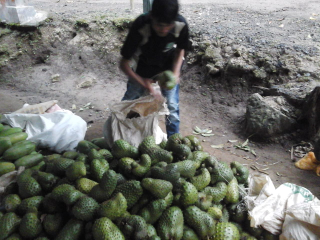 Sirsak buah dan Frozen