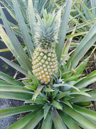 Buah NANAS MADU Basarang