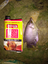 Jual bibit ikan gurame sehat umur 5 bulan