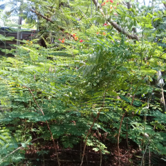 jual pohon kembang merak 