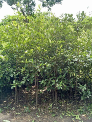 jual pohon sawo Kecik