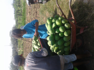 menjual pepaya california Grade ABC berkwalitas