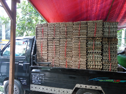 Jual Telur Bebek Puyuh Kampung Cikarang