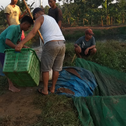 ikan lele konsumsi