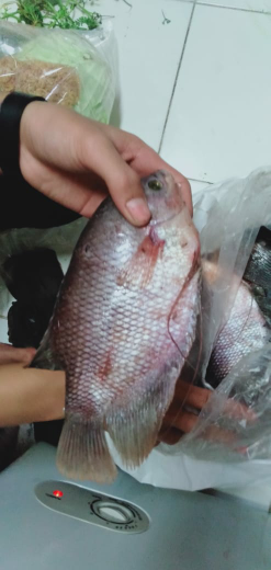 Gurame Soang Fresh Mati